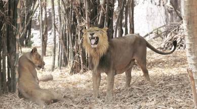 Asiatic lions, pune Asiatic lions, pune zoo, katraj zoo, lion katraj zoo, indian express news, india news, pune, pune news