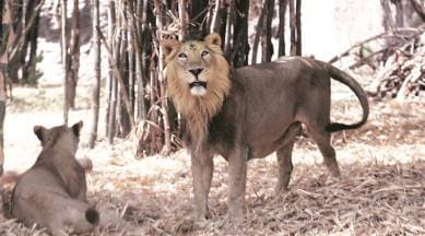 Rajkot zoo, rajkot zoo lion, asiatic lion, Pradyuman Park