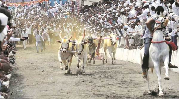 peta, oxcart race, maharashtra animal bill, oxcart race, india news
