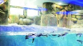 Penguins, Mumbai penguins, Byculla Zoo, Byculla Zoo penguins, indian express news