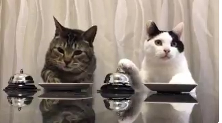 cats ringing bells