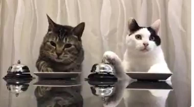 cats ring a bell to eat, cats ringing bell to eat, cats ringing a bell when they are hungry, cats trained by master, cats ringing a bell, two cats ringing bells, viral videos, cute videos, funny videos, indian express, indian express news