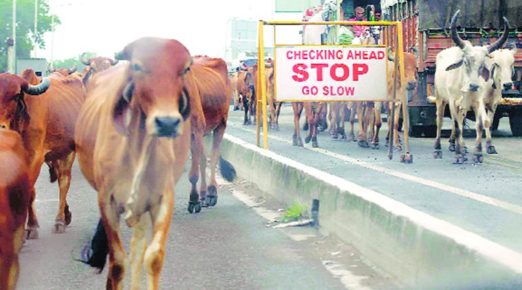 Vadodara: Two get 3-month jail term for leaving cattle on road