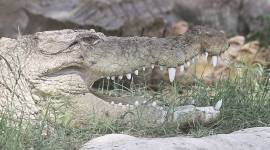 man jumps in a pool full of crocodiles, crocodiles in the pool, crocodiles, bizarre crocodiles stories, bizarre animal stories, viral news, trending news, crocodiles news, Indian Express, Victoria Falls River Brewing Company press, Drunk man survives swimming with crocs