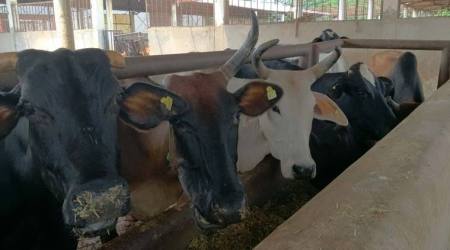 Goa, Goa gaushala, beef ban, cow vigilantes, Valpoi gaushala, india news, Indian Express