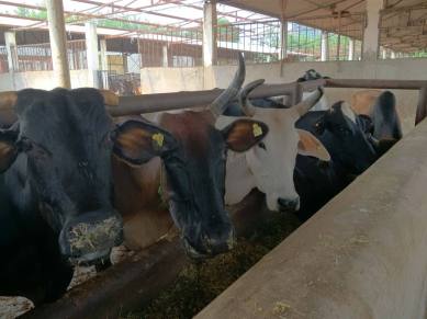 cow slaughter, cow, cow slaughter ban, uttar pradesh, cow slaughter punishment, cow slaughter fine, cow politics, madora village up, indian express
