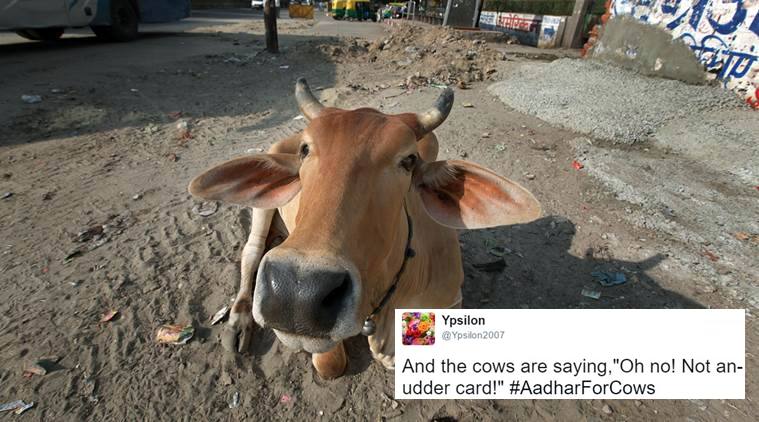 aadhaar card for cows, cows aadhaar card, aadhaar card verification for cows, twitter funny reactions for aadhaar card cows verification, indian express, indian express news, trending, trending in india
