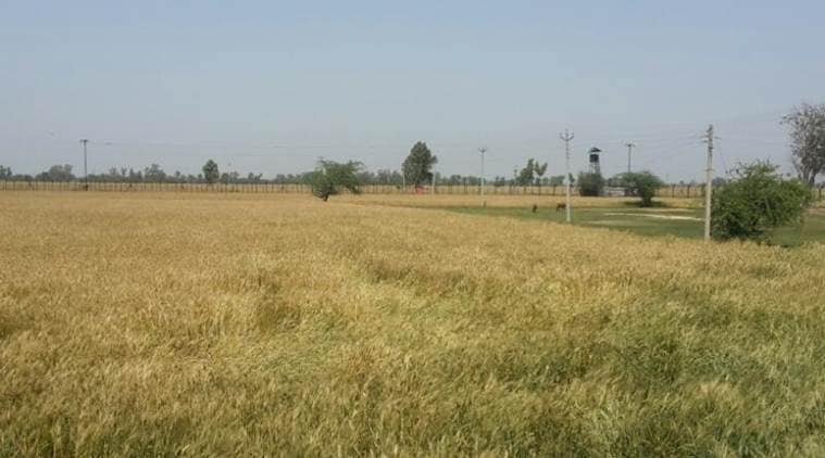 Daoke, Indo pak village, Drugs daoke, Indo pakistan border villages drugs, Drugs India pakistan border, BSF drugs