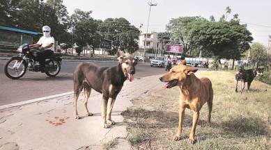 how many dogs are killed on the road