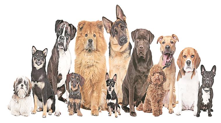 which animals belong to the dog family