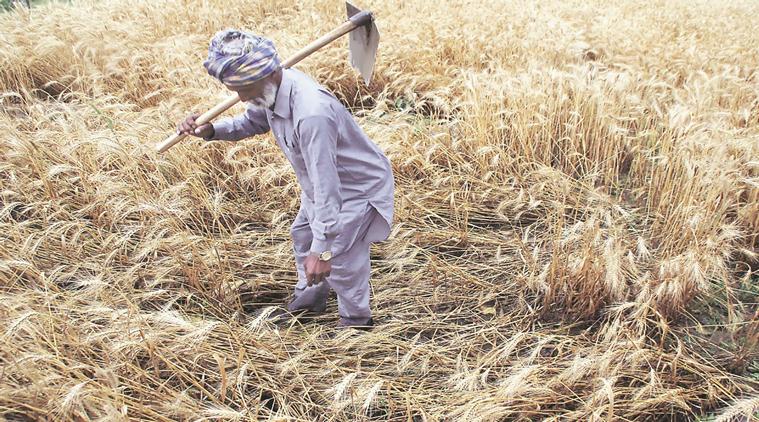 Farm plots Maharashtra, farmer, Maharashtra farmer, farm plots size, agriculture, latest news, latest india news, indian express