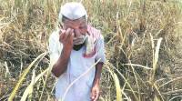 Tamil Nadu News, farmer Suicide, Farmer Drought, Loan Relief, Prime Minister office, India News, Indian Express News