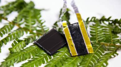 Solar cells, graphene based electrode, solar integrable storage technologies, groundbreaking prototype, RMIT Australia, solar capture, storage, self repeating patterns, fractals, fractal shapes, solar energy storage, nano level, supercapacitors, prototype, Western swordfern, Science, Science news