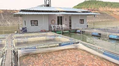 indian fish farming