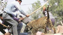 leopards, sohna road leopard, leopard attack, leopard caught, indian express news, gurgaon leopard, gurgaon leopard caught, delhi news