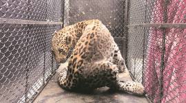 Chalisgaon leopard claims 7th victim