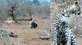 porcupine, porcupine attack,leopard eat porcupine, snake eat porcupine, porcupine quills, porcupine quill attack, viral video, trending video, latest news, indian express