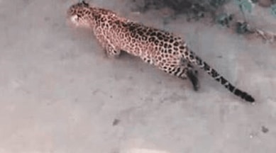 Leopard, Leopard kill boy, gujarat Leopard, Dhoraji taluka, Dhoraji taluka leopard, leopard attack, leopard attacked boy, indian express news, india news