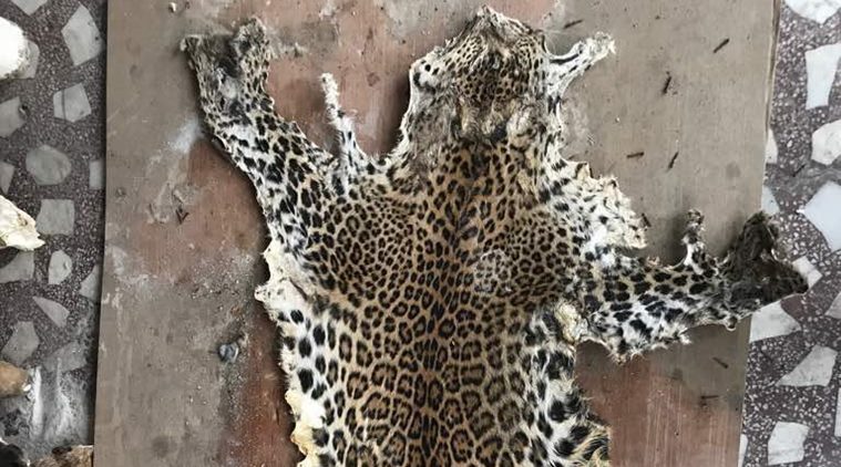 DRI, animal meat, slovenian national, DRI seizes arms, arms-animal skins, delhi raid, delhi smuggling raid, illegal smuggling, uttar pradesh, leopard skinning, india news, indian express