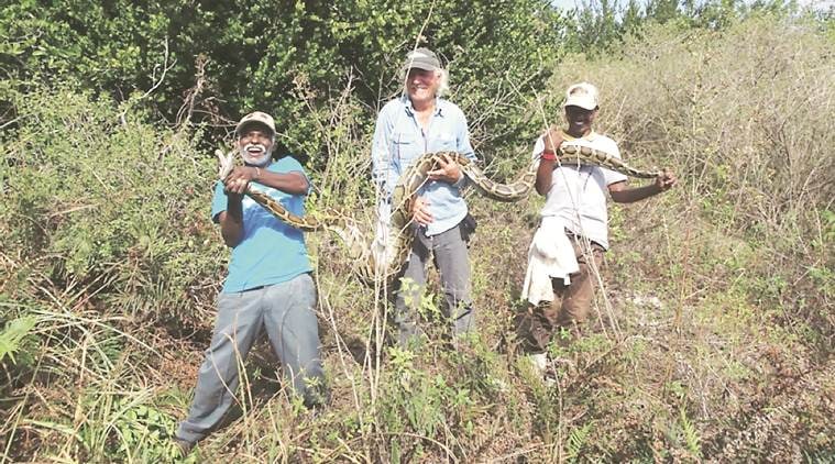 Python, Python hunters, Irulas, Romulus Whitaker. Whitaker, Irulas Whitaker, Irulas Florida, Florida pythons, snake catching tribe, Irula snake catchers, Madi Sadayan, Vadivel Gopal, Indian Express, Sunday Express