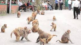 UP: Man 'stoned to death by monkeys', family wants FIR to be registered against them