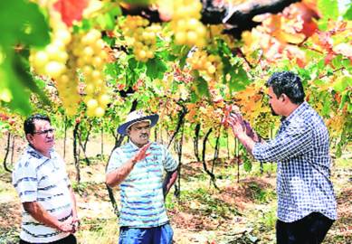 Nashik, Nashik grape farmer, grape farmers India, farmers Maharashtra, grape exports, India exports grape, Indian Express, India news