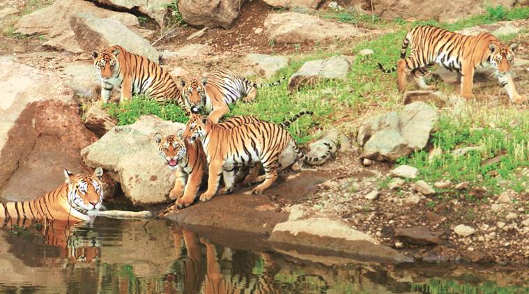 tigers, tigers in india, pench tiger reserve, tiger reserve, india tiger reserve, tiger reserve india, india tigers, madhya pradesh tigers, india news
