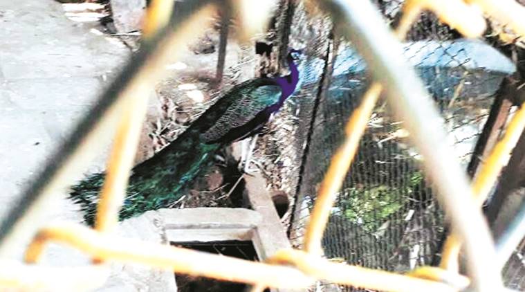 peacock, peacock sex, rajasthan judge, Mahesh Chandra Sharma, rajasthan HC judge, rajasthan judge peacock, judge peacock, cow national animal, national animal of india, india news