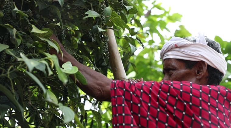  Mannan, Mannan tribal community, Mannan tribes, Mannan-Kerala tribes, Mannan-tribal-Kerala, Raja Mannan, Mannan forest, development-environment, environmental degradation, Kovilmala, trade union, kerala news, india news, indian express