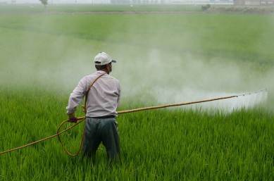 pesticide, pesticide effect, harmful effects of pesticide, pesticide side effects, puberty pesticides, boys puberty pesticides, health news, medicine news, indian express