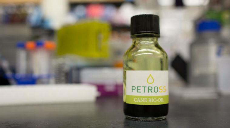 Sugarcane, genetically engineered, biodiesel production, ethanol production, dual purpose bioenergy crops, PETROSS, Biocatalysis and Agricultural Biotechnology, Science, Science news