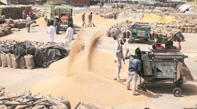 Punjab wheat sale, Wheat sale and purchase, Punjab agriculture news, India news, Latest news, India news, National news