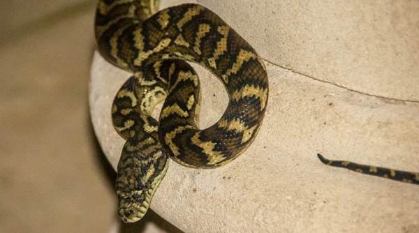 python, snakes, anacondas, shipping reptiles, parcelling snakes, reptiles can be shipped in usa, usa python allowed to be shipped, odd news, bizarre news, weird news, world news, usa news, latest news