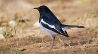 birds, black bird, magpie, robin, cuckoo, pigeon, crow, bird in the wild, bird sanctuary, birds in the sky, birds research, birds story, indian express, indian express news