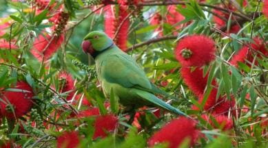 tree, nature, birds, trees, trees in gardens, gardens, tree tops, trees forest, forest, deforestation, afforestation, save trees, plant more trees, tree stories, indian express, indian express news