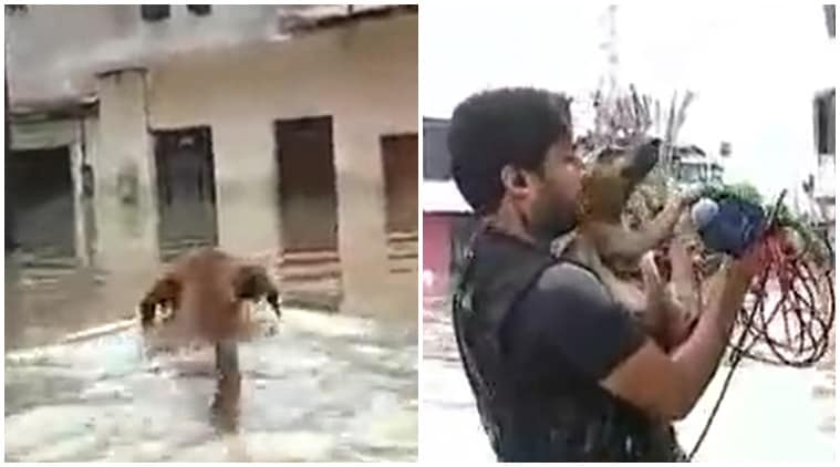 viral videos, animal videos, dog videos, man saves animal, man saves dog, reporter saves dog, news reporter saves dog, indian express, indian express news