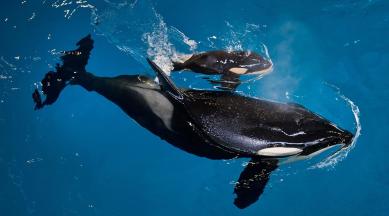 Killer whales (Orcinus orca) form the last link in a long food chain and are among the mammals with the highest level of PCBs in their tissue. (AP)