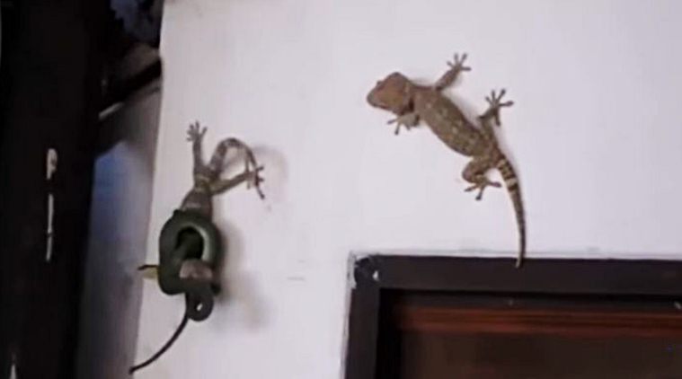 snake, lizard, snake lizard fight, lizard fight snake, snake videos, scary snake videos, viral video, trending video, animal videos, indian express