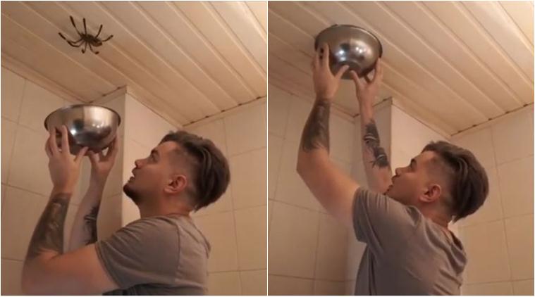 Watch Guy Tries To Trap A Giant Spider In A Bowl What Happens