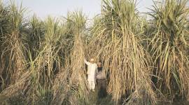Cane dues in Uttar Pradesh may cross Rs 10,000 crore