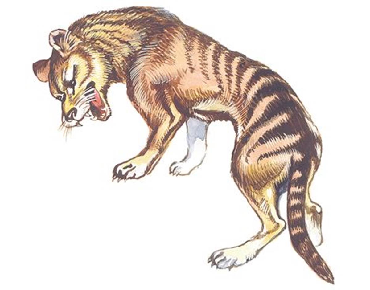 Thylacine Sighting