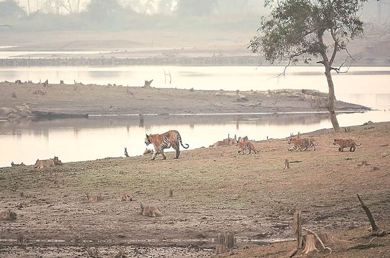 tigers, tigers in india, pench tiger reserve, tiger reserve, india tiger reserve, tiger reserve india, india tigers, madhya pradesh tigers, india news