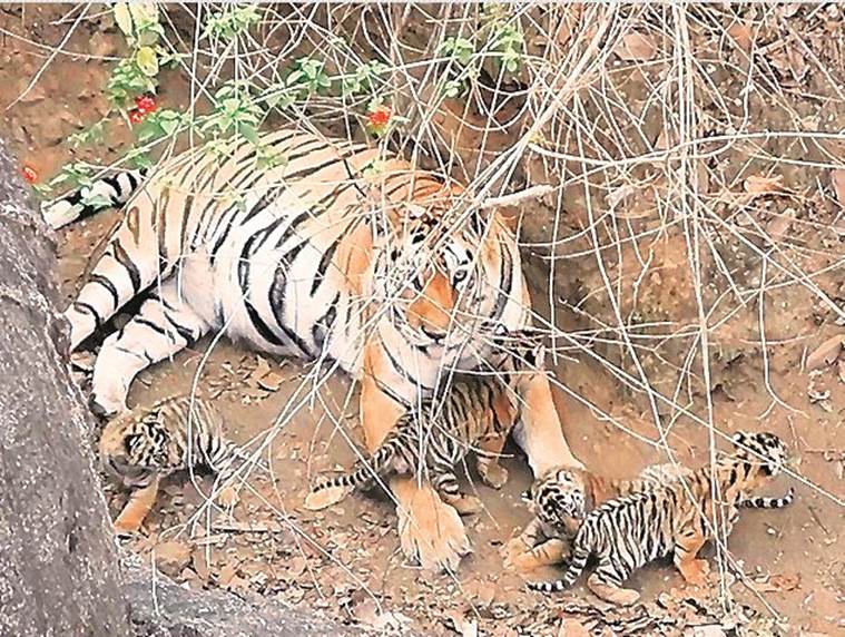 tigers, tigers in india, pench tiger reserve, tiger reserve, india tiger reserve, tiger reserve india, india tigers, madhya pradesh tigers, india news