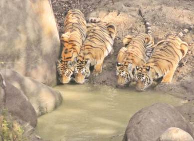 tigers, tigers in india, panna tiger reserve, tiger reserve, india tiger reserve, tiger reserve india, india tigers, madhya pradesh tigers, india news