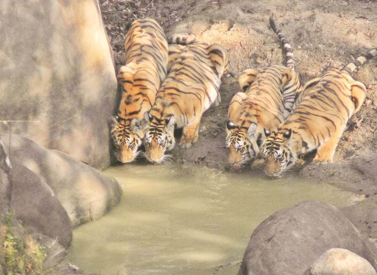 tigers, tigers in india, pench tiger reserve, tiger reserve, india tiger reserve, tiger reserve india, india tigers, madhya pradesh tigers, india news
