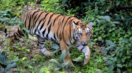 Uttar Pradesh, Tiger killing in Uttar Pradesh, Man eating tiger in Uttar Pradesh, India news, National news, Latest news