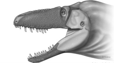 Crocodiles, tyrannosaur dinosaur, T-REX scaly protective layer, tyrannosaur clan: Daspletosaurus horneri ,Daspletosaurus, complex ecological interactions,developed face sensitivity, highly touch-sensitive snout, evolution in tyrannosaurs, Science, Science news
