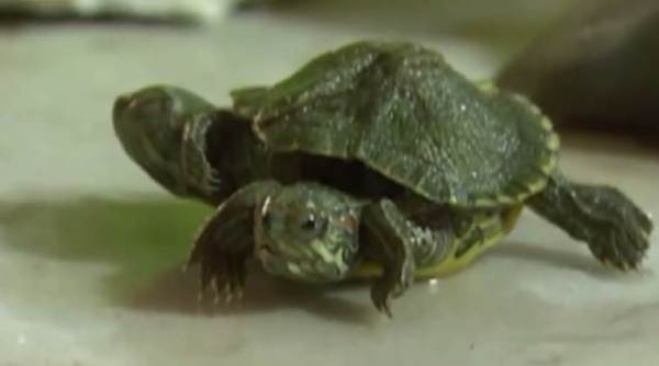 mutant turtle found, turtle with sex legs found, two heads turtle found, strange animals, strange things, strange turtle found, indian express, indian express news