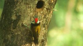 woodpecker, wood, animals, birds, wildlife, nature, forest, jungle, woodpecker on trees, forest woodpecker, indian express, indian express news