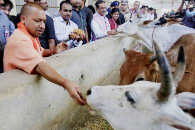 Uttar Pradesh govt moots use of cow urine to make medicines | India  News,The Indian Express